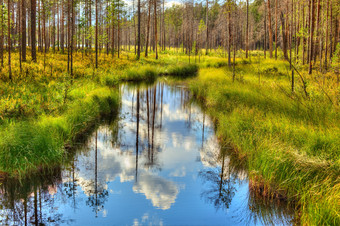 树林水泊美景摄影图