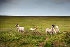 农场吃草的羊群摄影图