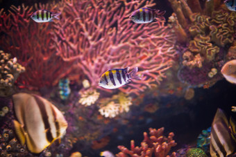 海洋珊瑚鱼群摄影图