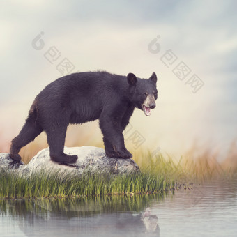 站在石头上的<strong>黑熊</strong>