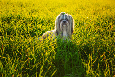 割草场上的小狗摄影图