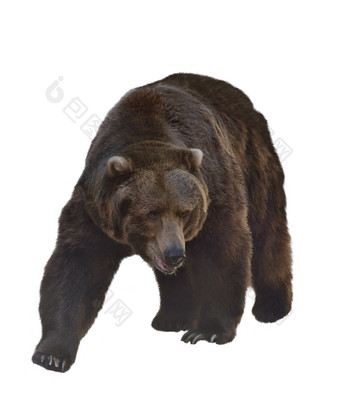 简约风大棕熊摄影图