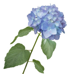 蓝色绣球花花枝植物