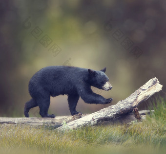 站在木头上的黑熊