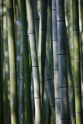 一片美丽的竹林摄影图