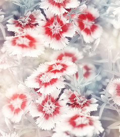白色康乃馨花朵花卉