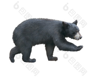 一只行走的黑色大熊