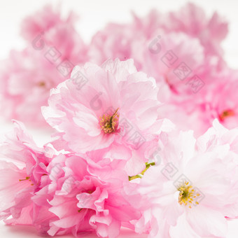 美丽的粉色樱花摄影图