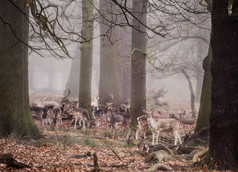 暗色调在树林中的鹿群摄影图