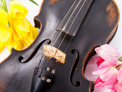 小提琴边的花朵花卉
