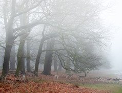 暗色朦胧的树林摄影图
