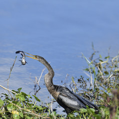 吃鱼的蛇鸟摄影图
