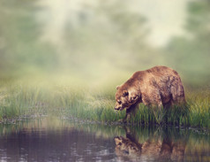 野外行走的熊摄影图