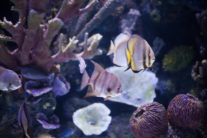 珊瑚旁的鱼类摄影图