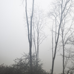 起雾的树林植物摄影图
