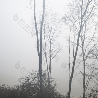 起<strong>雾</strong>的树林植物摄影图