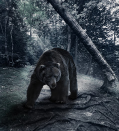 森林中的野生狗熊