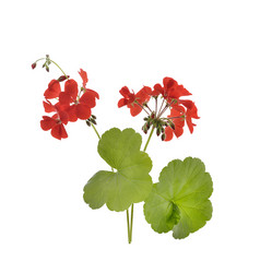 大自然红色小花植物