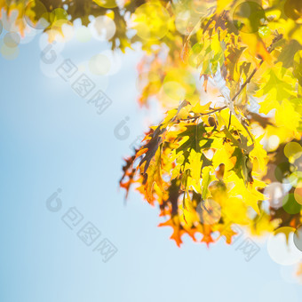 清新树枝树叶摄影图