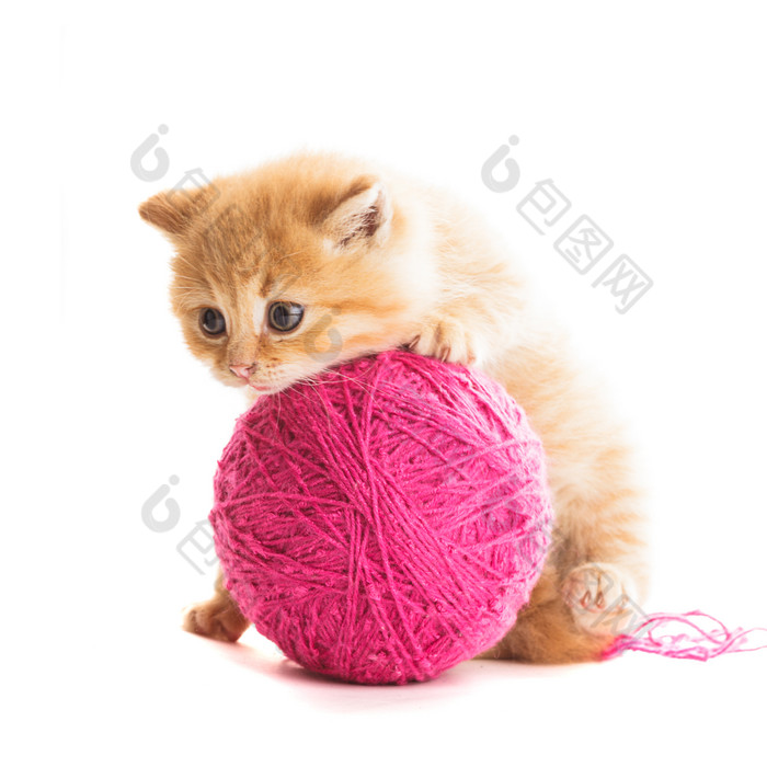 猫咪玩枚红色毛线团