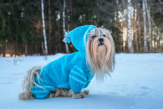 简约雪地中的狗摄影图