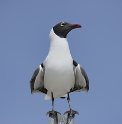 站立的白色海鸥摄影图