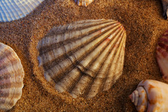 沙子里的漂亮贝壳