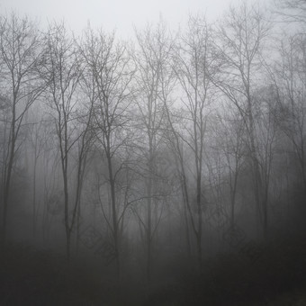 起雾的森林树木摄影图