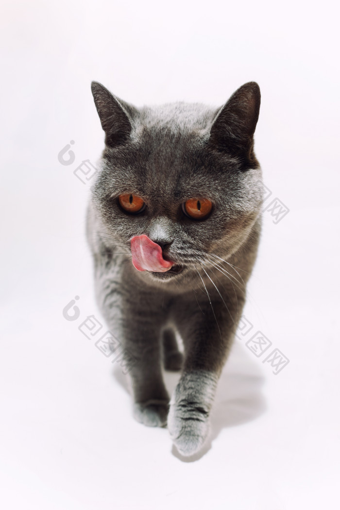 伸舌头的小猫摄影图