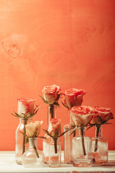 瓶装玫瑰花花卉花朵