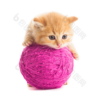 猫咪趴在毛线团上