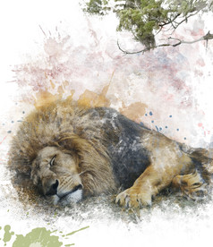 简约躺着的狮子摄影图
