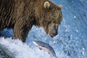 黑熊抓鱼捕猎摄影图