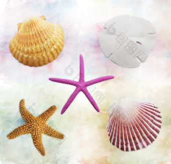 漂亮的海星贝壳摄影图