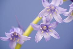 大自然紫色花朵花枝
