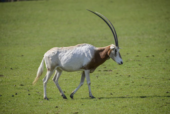 草原上的羚羊摄影图
