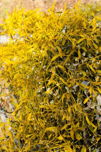 秋季黄色植物叶子