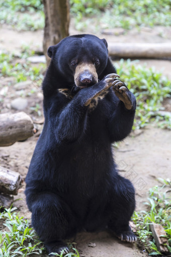 野生动物黑熊摄影图