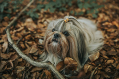落叶上的宠物狗摄影图