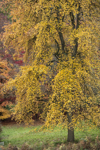 秋季黄色银杏树摄影图