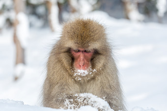 <strong>清新雪</strong>中的猴子摄影图