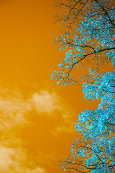黄色天空下的蓝色树木