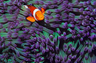 海底小丑鱼摄影图