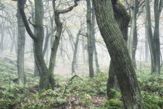 暗色调山区树林摄影图