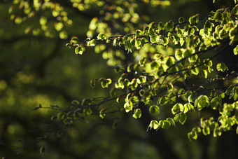 绿色调厚树叶摄影图