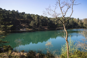 湖泊边的树林摄影图