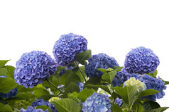 蓝色绣球花摄影图