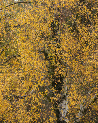 一片黄色树叶树林摄影图