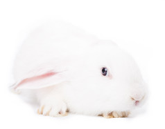 白色兔子动物摄影图