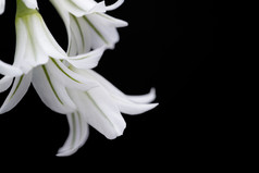 白色百合花鲜花摄影图